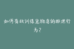 如何有效训练宠物鸟的排泄行为？