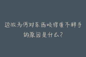 边牧为何对东西咬得爱不释手的原因是什么?
