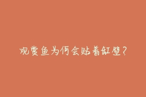 观赏鱼为何会贴着缸壁?
