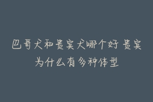 巴哥犬和贵宾犬哪个好 贵宾为什么有多种体型