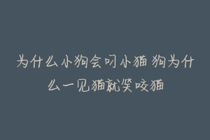 为什么小狗会叼小猫 狗为什么一见猫就笑咬猫