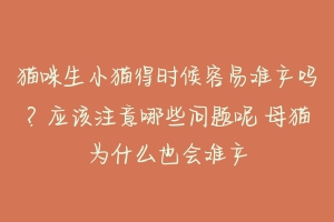 猫咪生小猫得时候容易难产吗？应该注意哪些问题呢 母猫为什么也会难产