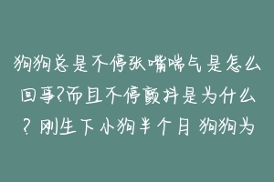 狗狗总是不停张嘴喘气是怎么回事?而且不停颤抖是为什么？刚生下小狗半个月 狗狗为什么不停的喘气