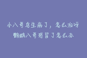 小八哥鸟生病了,怎么治呀 鹦鹉八哥感冒了怎么办