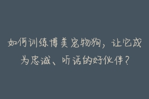 如何训练博美宠物狗,让它成为忠诚、听话的好伙伴?
