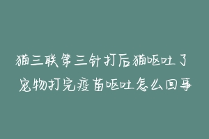 猫三联第三针打后猫呕吐了 宠物打完疫苗呕吐怎么回事