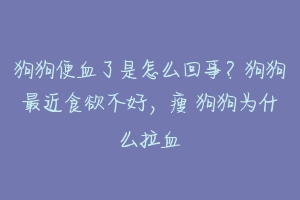 狗狗便血了是怎么回事?狗狗最近食欲不好,瘦 狗狗为什么拉血