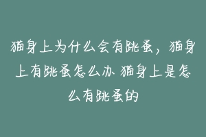 猫身上为什么会有跳蚤，猫身上有跳蚤怎么办 猫身上是怎么有跳蚤的