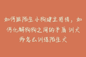 如何跟陌生小狗建立感情,如何化解狗狗之间的矛盾 训犬师怎么训练陌生犬