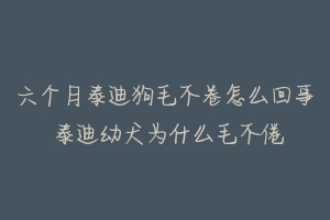 六个月泰迪狗毛不卷怎么回事 泰迪幼犬为什么毛不倦