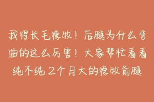 我得长毛德牧!后腿为什么弯曲的这么厉害!大家帮忙看看纯不纯 2个月大的德牧前腿弯曲怎么办