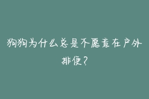 狗狗为什么总是不愿意在户外排便?