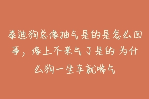 泰迪狗总像抽气是的是怎么回事,像上不来气了是的 为什么狗一坐车就喘气