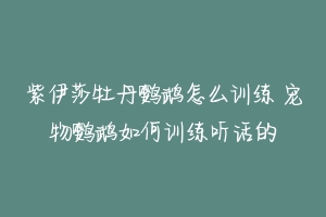 紫伊莎牡丹鹦鹉怎么训练 宠物鹦鹉如何训练听话的