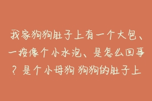 我家狗狗肚子上有一个大包、一按像个小水泡、是怎么回事？是个小母狗 狗狗的肚子上为什么有一个气泡