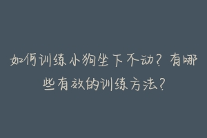 如何训练小狗坐下不动?有哪些有效的训练方法?