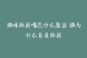 猫咪舔我嘴巴什么原因 猫为什么总是舔我