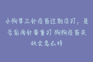 小狗第三针疫苗过期没打,是否前两针要重打 狗狗疫苗失效会怎么样