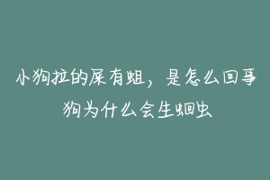 小狗拉的屎有蛆,是怎么回事 狗为什么会生蛔虫