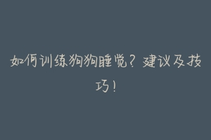 如何训练狗狗睡觉?建议及技巧!