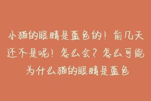 小猫的眼睛是蓝色的!前几天还不是呢!怎么会?怎么可能 为什么猫的眼睛是蓝色