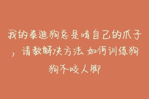 我的泰迪狗总是啃自己的爪子，请教解决方法 如何训练狗狗不咬人脚