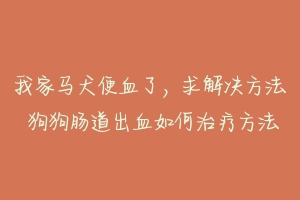 我家马犬便血了,求解决方法 狗狗肠道出血如何治疗方法