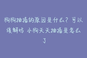 狗狗抽搐的原因是什么?可以缓解吗 小狗天天抽搐是怎么了