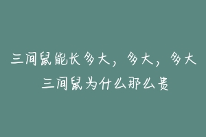 三间鼠能长多大,多大,多大 三间鼠为什么那么贵
