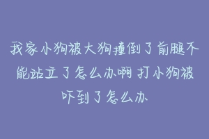 我家小狗被大狗撞倒了前腿不能站立了怎么办啊 打小狗被吓到了怎么办