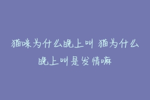 猫咪为什么晚上叫 猫为什么晚上叫是发情嘛