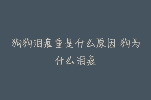 狗狗泪痕重是什么原因 狗为什么泪痕