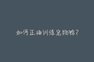 如何正确训练宠物鸭?