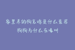 家里养的狗哀鸣是什么意思 狗狗为什么在嚎叫
