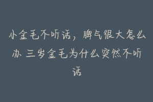 小金毛不听话,脾气很大怎么办 三岁金毛为什么突然不听话