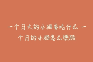 一个月大的小猫要吃什么 一个月的小猫怎么照顾
