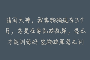 请问大神,我家狗狗现在3个月,总是在家乱拉乱尿,怎么才能训练好 宠物拉屎怎么训练的好些