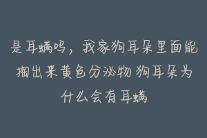 是耳螨吗,我家狗耳朵里面能掏出来黄色分泌物 狗耳朵为什么会有耳螨
