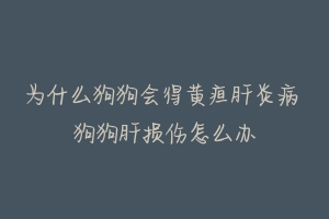 为什么狗狗会得黄疸肝炎病 狗狗肝损伤怎么办