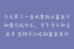 今天买了一条观赏的小鲨鱼不知道它吃什么,可不可以和金鱼养 宠物可以吃的鲨鱼是什么品种