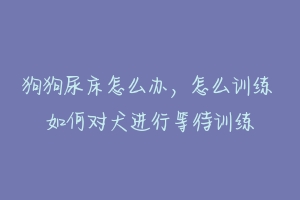 狗狗尿床怎么办,怎么训练 如何对犬进行等待训练