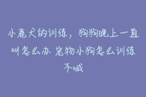 小鹿犬的训练,狗狗晚上一直叫怎么办 宠物小狗怎么训练不喊