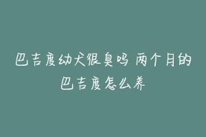巴吉度幼犬很臭吗 两个月的巴吉度怎么养