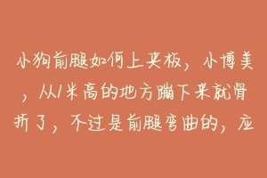 小狗前腿如何上夹板,小博美,从1米高的地方蹦下来就骨折了,不过是前腿弯曲的,应该可以捋顺吧 狗狗腿折了怎么固定