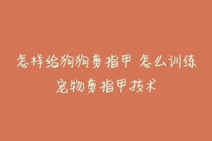 怎样给狗狗剪指甲 怎么训练宠物剪指甲技术