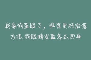 我家狗蓝眼了,谁有更好治愈方法 狗眼睛发蓝怎么回事