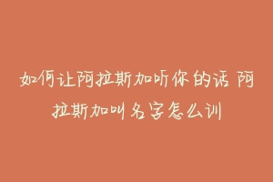 如何让阿拉斯加听你的话 阿拉斯加叫名字怎么训