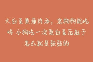大白菜煮瘦肉汤,宠物狗能吃吗 小狗吃一次熬白菜后肚子怎么就是鼓鼓的