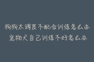 狗狗太调皮不配合训练怎么办 宠物犬自己训练不好怎么办
