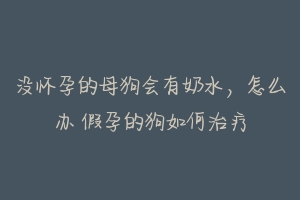 没怀孕的母狗会有奶水,怎么办 假孕的狗如何治疗